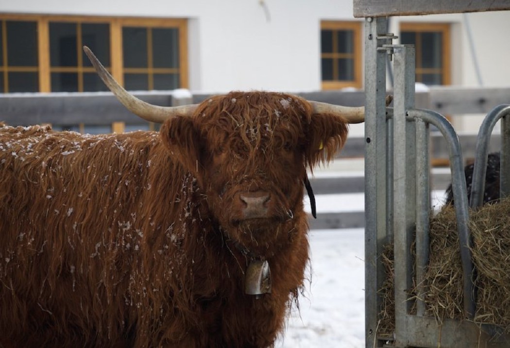 Balsami e tribù: il debunking è inutile?