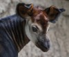 La storia dell'unicorno ritrovato: l'okapi