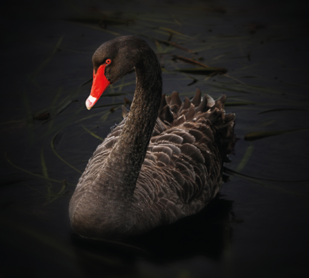 Cigni bianchi e cigni neri:  dimostrare le affermazioni negative