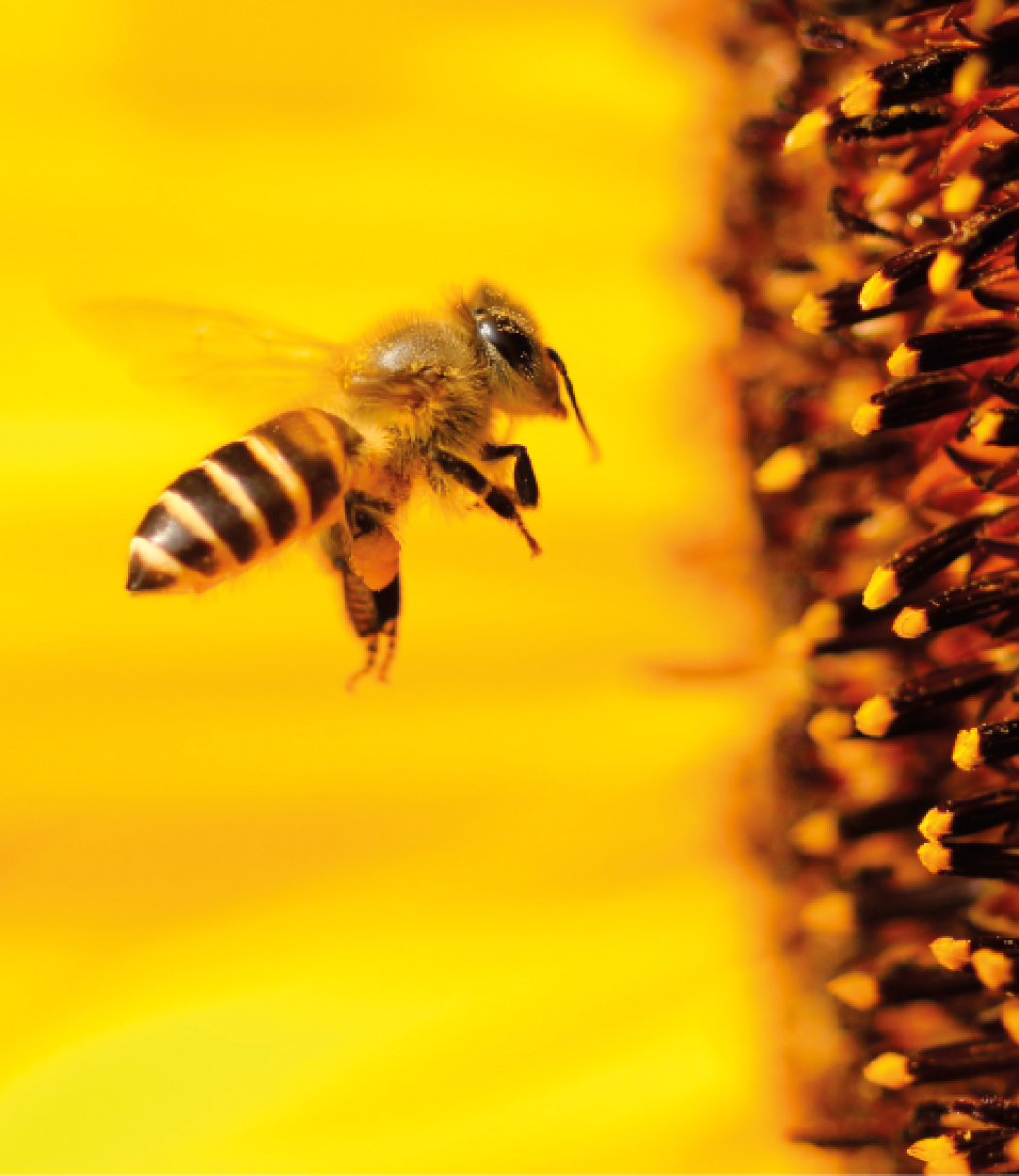 Apipuntura: una pratica da shock?