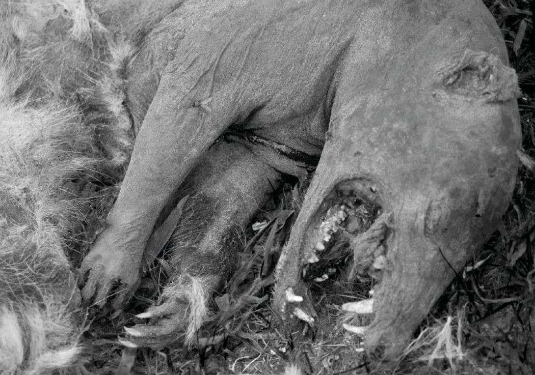 La leggenda del mostro succhia-capre