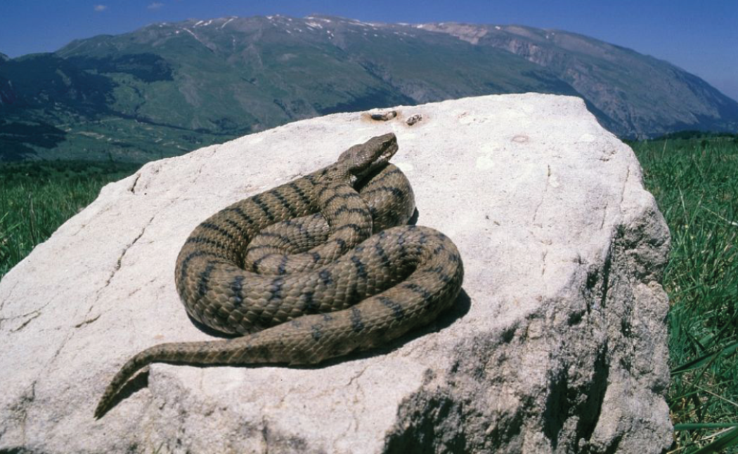 Quelle vipere che piovono dal cielo