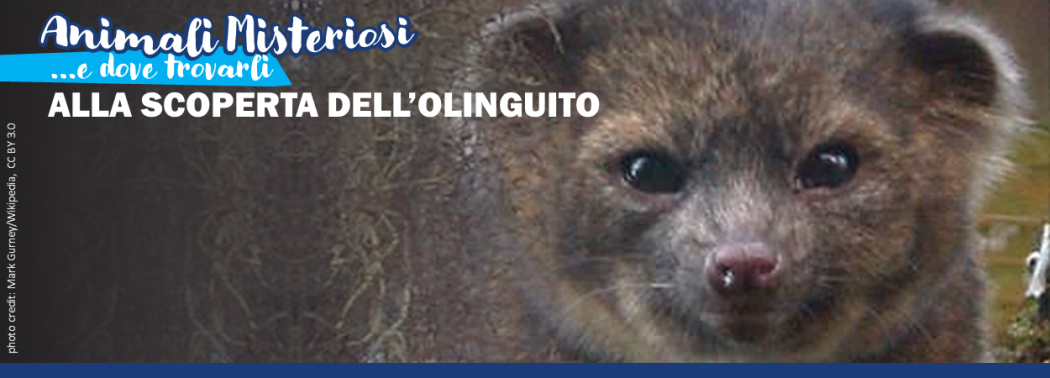 Buon compleanno Olinguito!