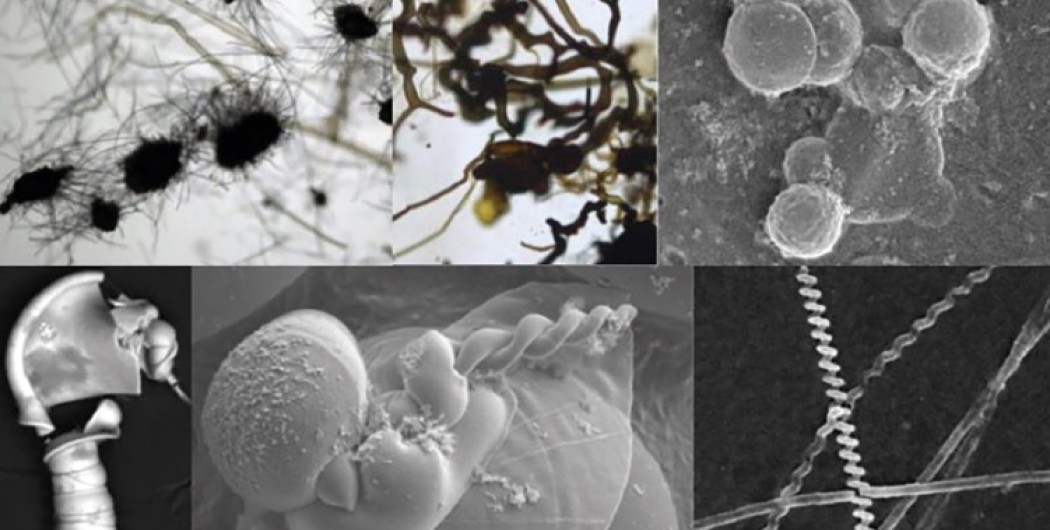 Volete trovare la vita su Marte? Imparate a riconoscere i falsi fossili