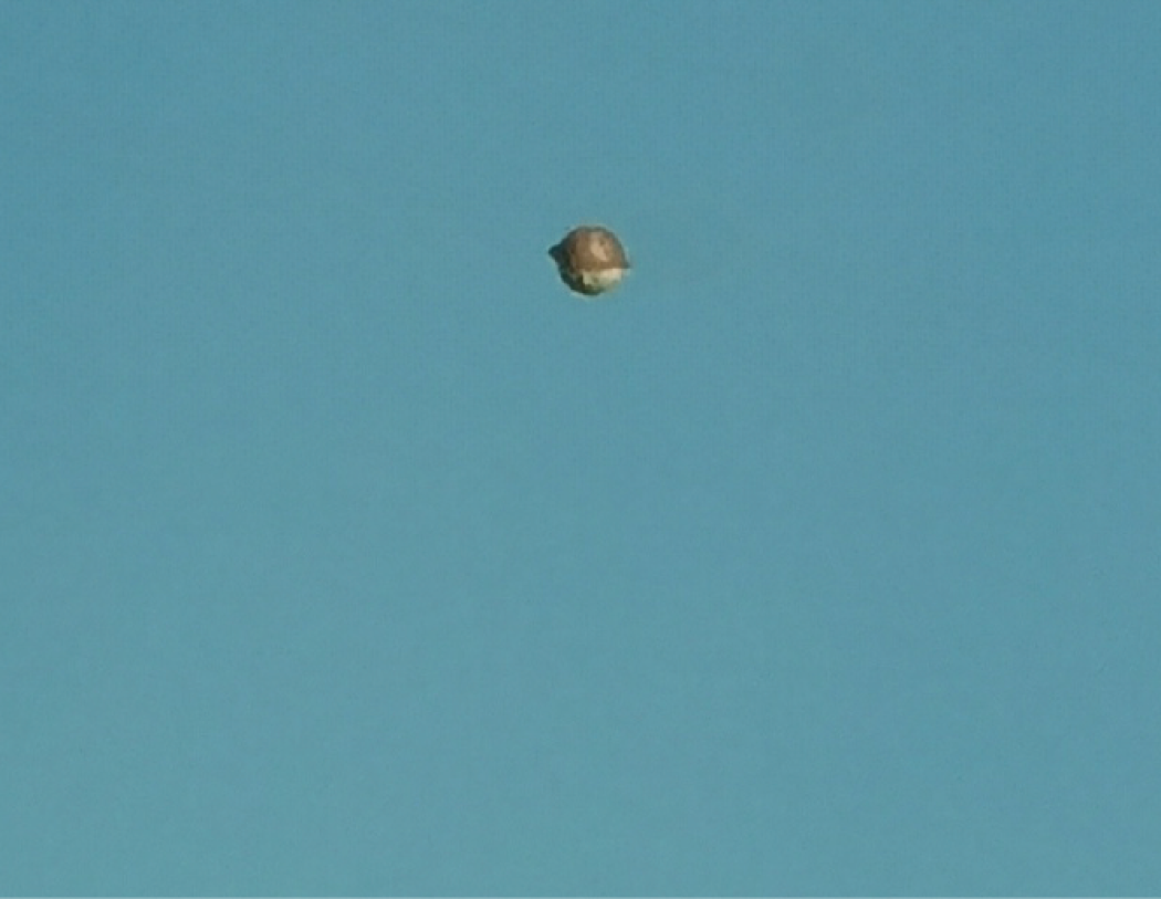 Molti UFO, ma ancora nessun extraterrestre