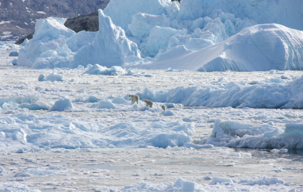 Gli orsi impossibili della Groenlandia