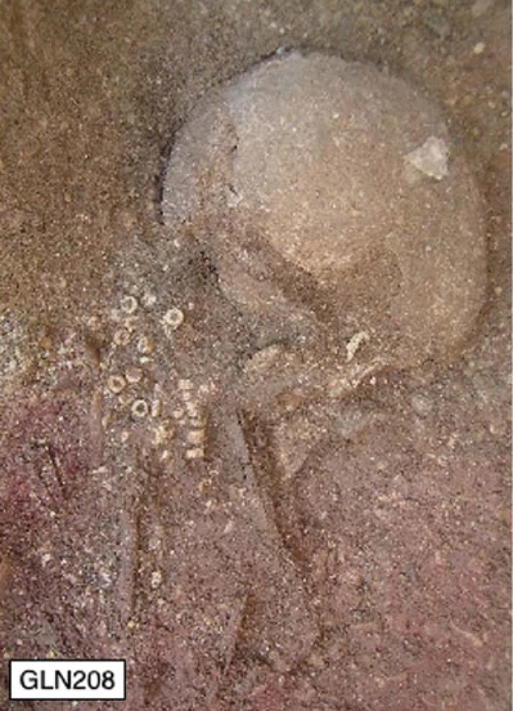 Ricostruito l'albero genealogico di un clan del Neolitico