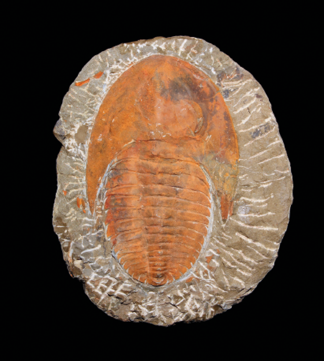 Il trilobite portafortuna